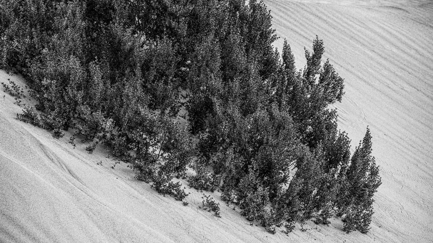 Mesquite Flat Sand Dunes