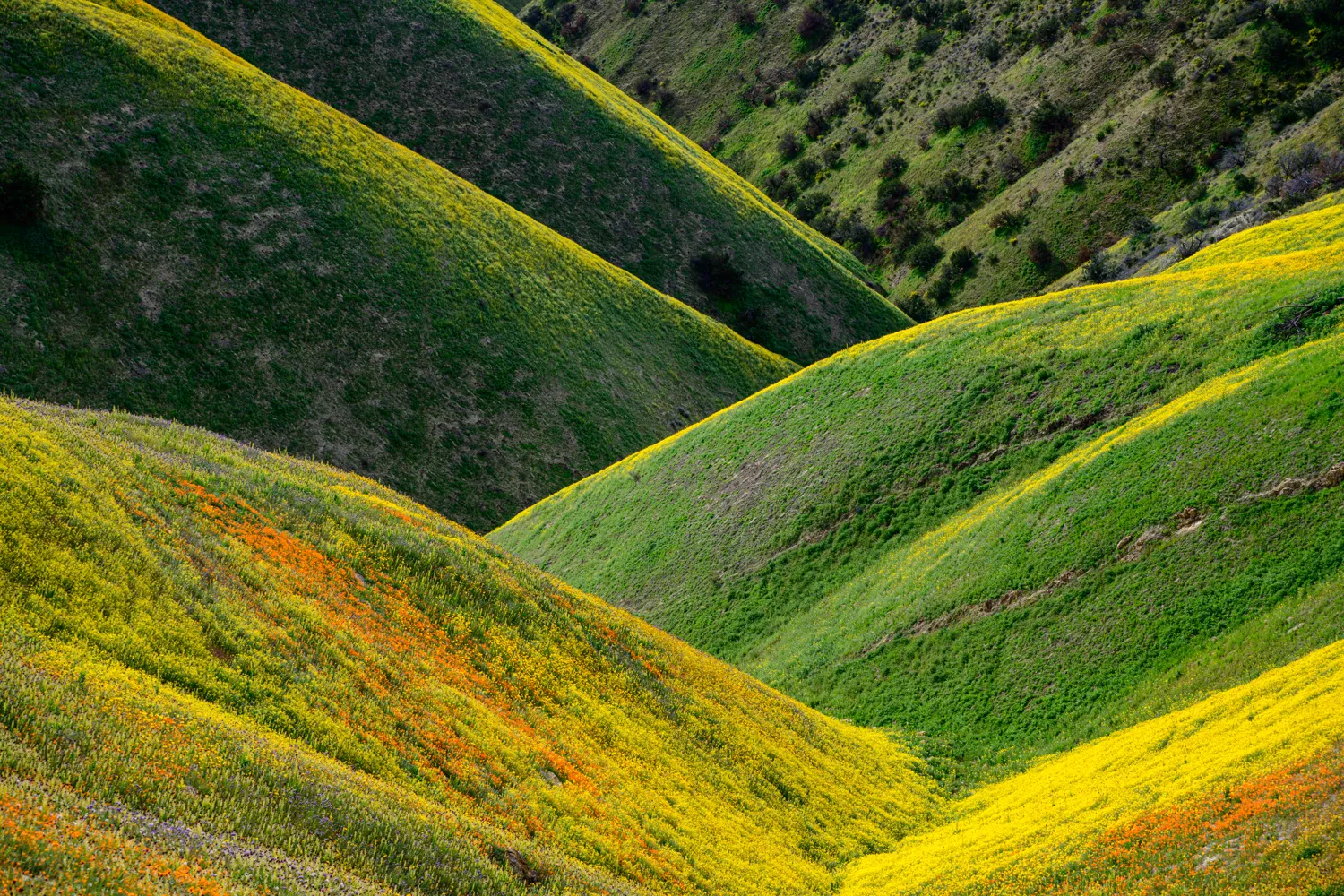 Carrizo Plain National Monument