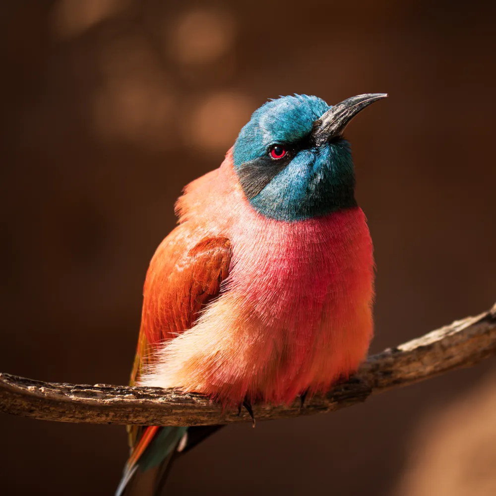 San Diego Zoo