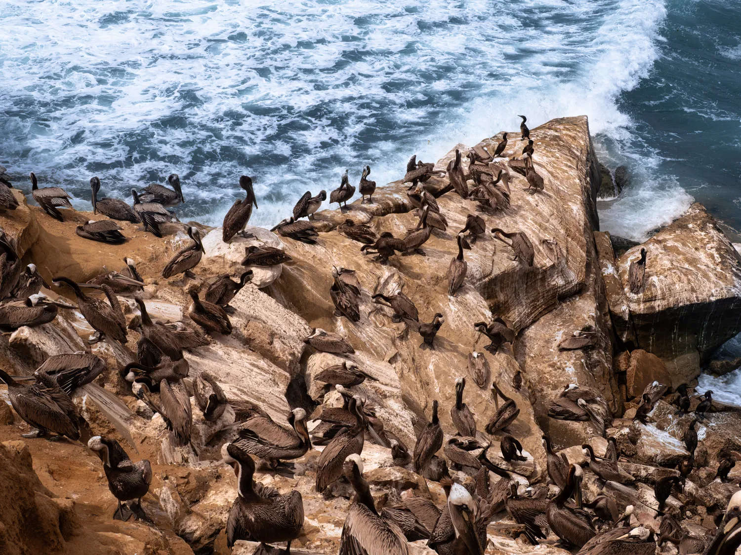 On the cliffs between the Children's Pool and Shell Beach in La Jolla.