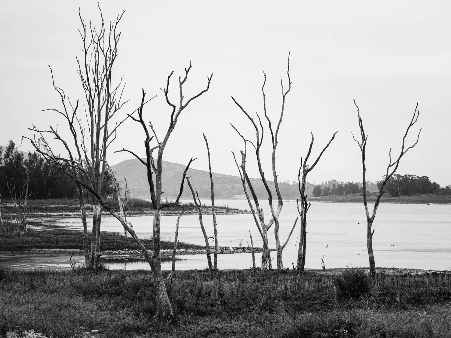 These trees have been uncovered by the low water levels at the reservoir.