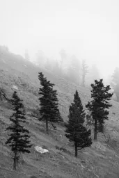 Four Trees