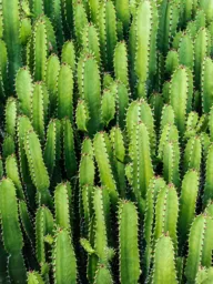 Cacti