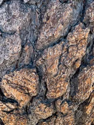 Bark of an Ancient Tree