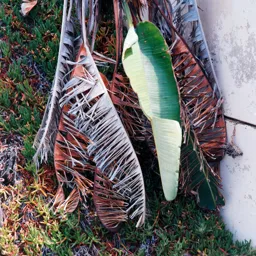 Palm Fronds