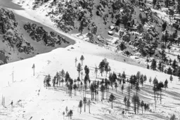 Tall Trees in the Eastern Sierra Nevada