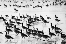Geese on the Move