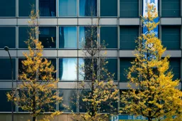 Three Gingko Trees
