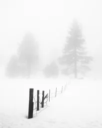 Winter Trees in Fog