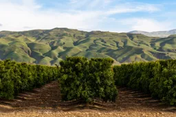 Central Valley Orchard