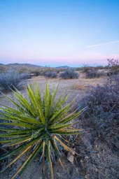 Dawn at Cottonwood Campground