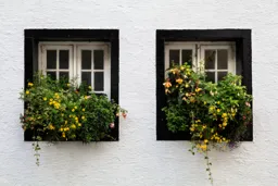 Windows at the Distillery
