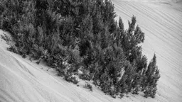 Dune Detail