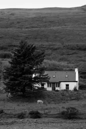 Lone Sheep and House