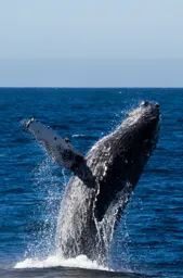 Breaching