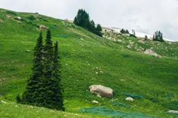 Green World