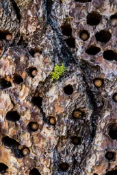 Bark Detail
