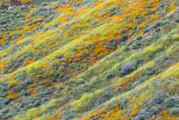 Bands of Yellow and Gold