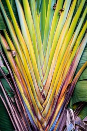 Balboa Palm