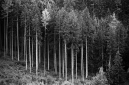 Pines at the Red Bull Ring