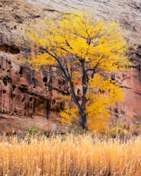 Cottonwood at Capitol Reef II