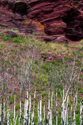White Trees, Red Rocks