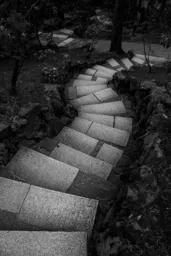 Dark Garden