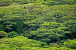 Hawaiian Forest