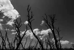 Laguna Mountain Trees