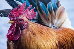 The Rooster