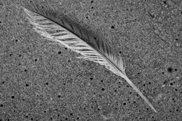Beach Feather