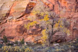Cottonwood at Capitol Reef