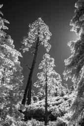 Infrared Ice