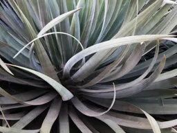 Yucca