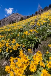 A Sea of Yellow