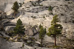 Mountainside Trees