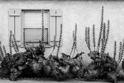 Pacific Beach Flowers