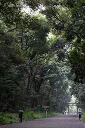 The Trees at Meiji