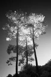 Infrared Sunset at Torrey Pines