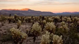 Dusk at the Cholla Cactus Garden