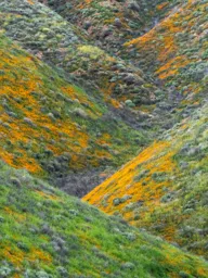 Superbloom