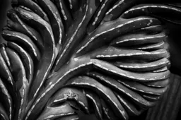 Cactus Detail