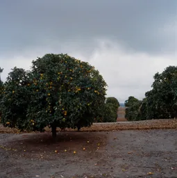 The Lemon Orchard