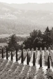 The View From Castello di Amorosa