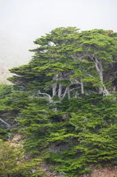 Cliffside Trees