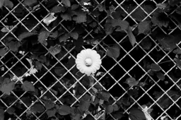 Gate Detail