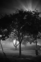 Foggy Night in North Park