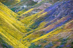 Hills of Gold and Blue