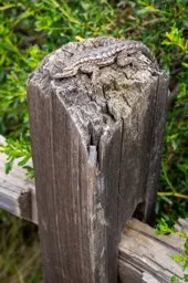 Hidden Lizard