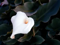 Calla Lily